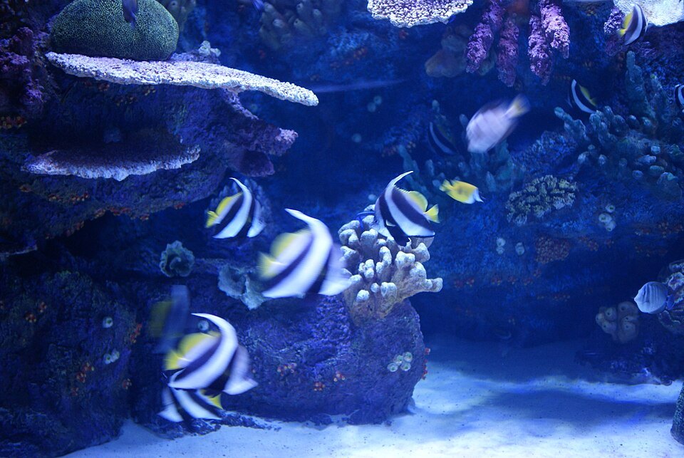 Unidentified fishes in the Antalya Aquarium 02