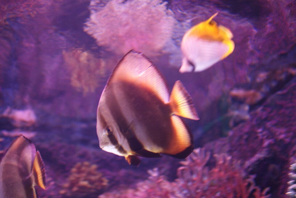 Unidentified fishes in the Antalya Aquarium 03