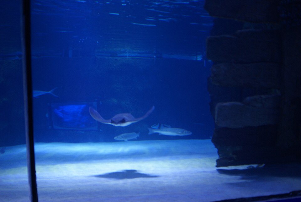 In the Antalya Aquarium 03