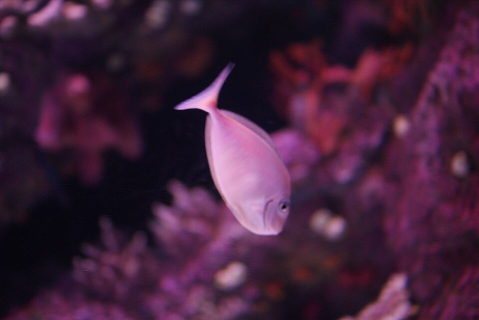 Unidentified fishes in the Antalya Aquarium 01