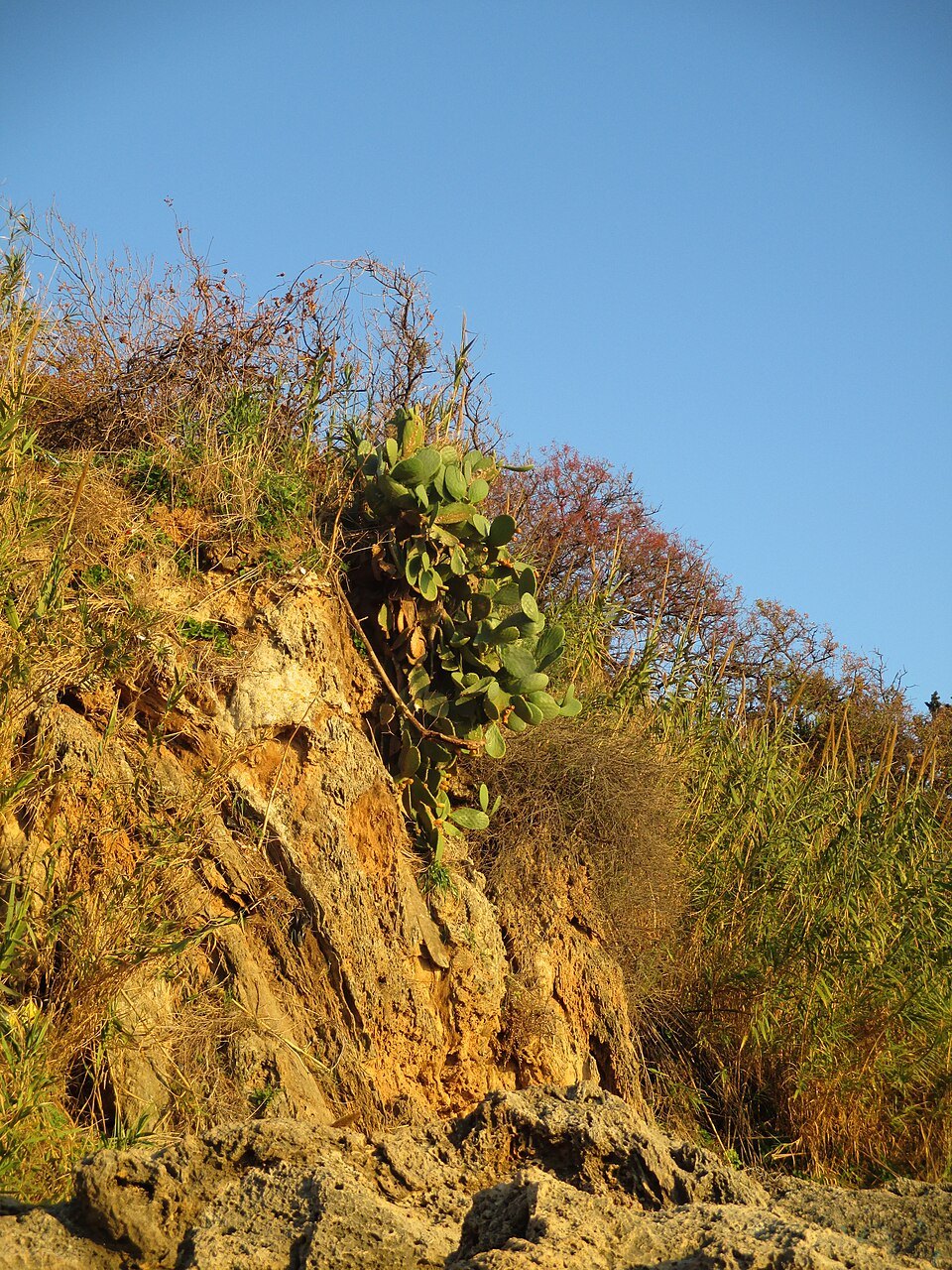 Kaktusfeige an der Steilküste